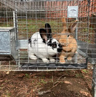 A black and white rabbit next to a red rabbit in a cage.